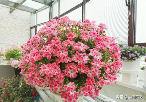 春季养花,养这4种最美花卉,阳台摆上几盆,夏天开成大花园