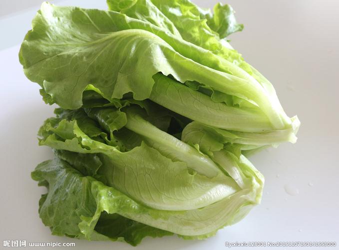 生菜蔬菜绿叶图片