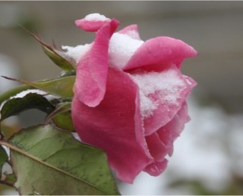 有个院子就养7种不怕冷的花卉植物,越冷越开花,冰雪都不怕